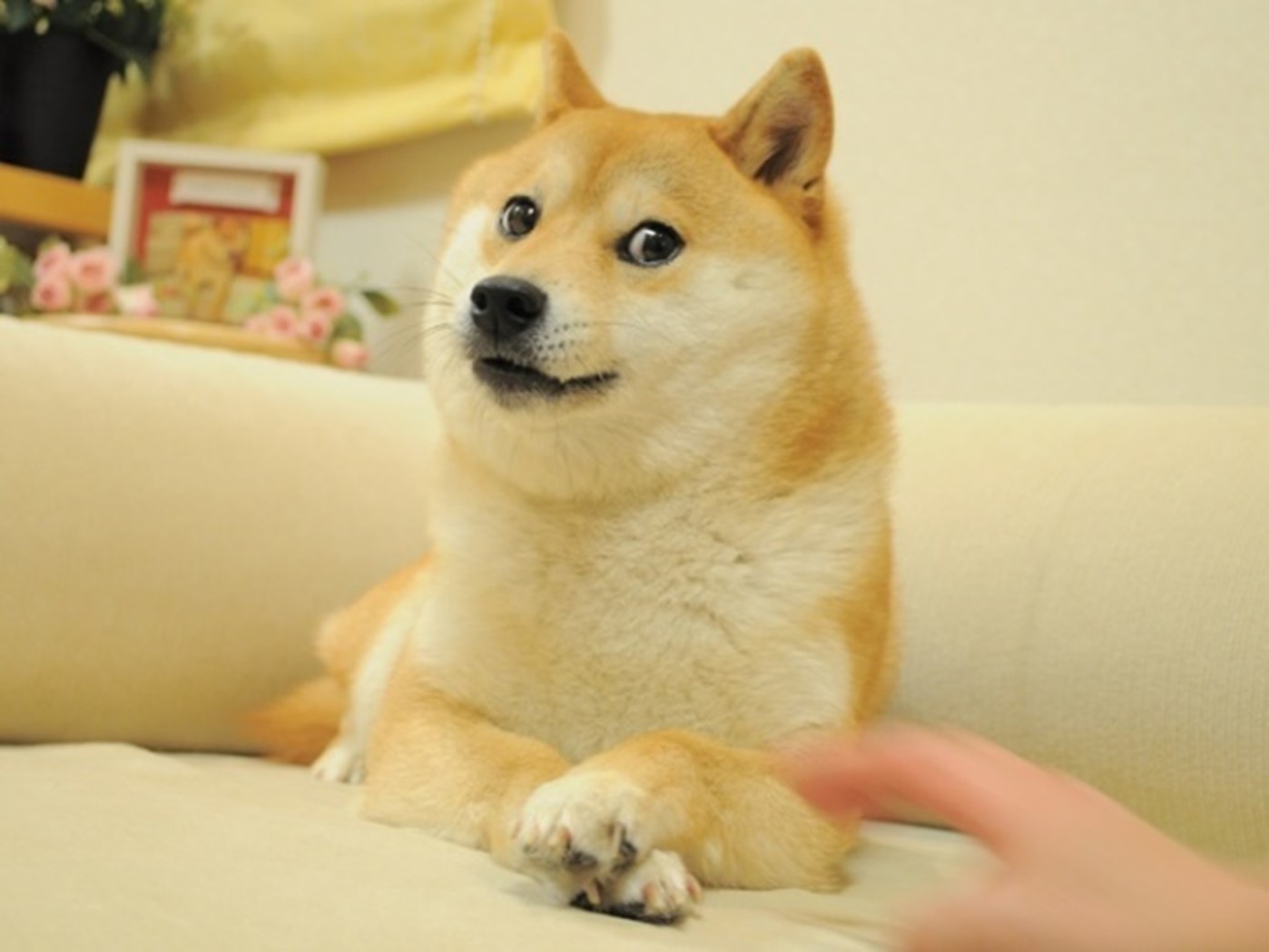 Doge dog NFT